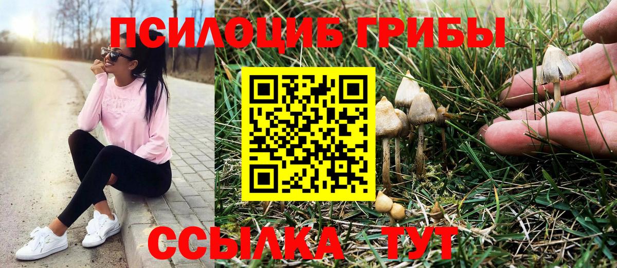 Галлюциногенные грибы Psilocybine cubensis Барабинск